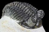 Coltraneia Trilobite Fossil - Huge Faceted Eyes #108490-3